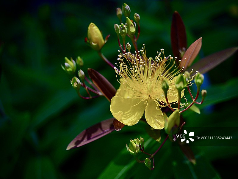 开花植物的特写图片素材