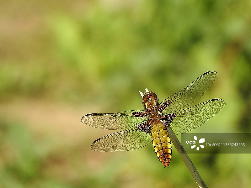 蜻蜓在植物上的特写图片素材