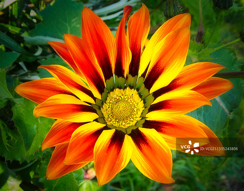 橙色花的特写图片素材