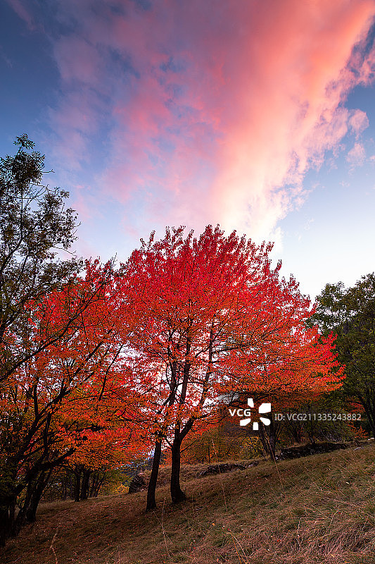 秋季苏萨山谷基亚诺科的田野树木图片素材