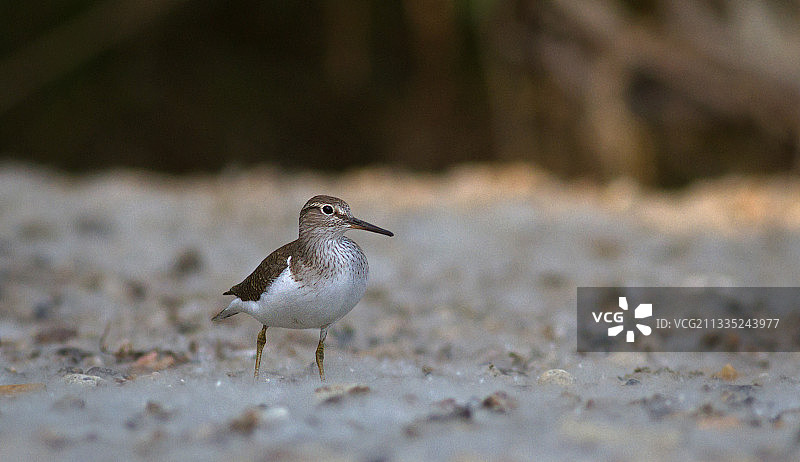 矶鹬栖息在沙地上的特写，罗马尼亚萨图马雷图片素材