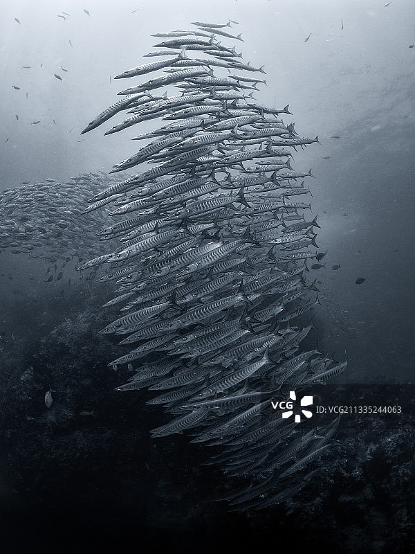 在泰国海域游泳的鱼的特写图片素材