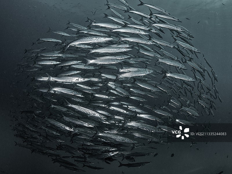 泰国海中游动的鱼的仰视角度图片素材