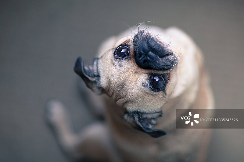 斗牛犬特写，肯尼亚图片素材