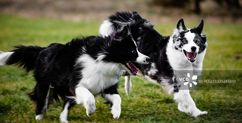 边境牧羊犬 Border collie图片素材