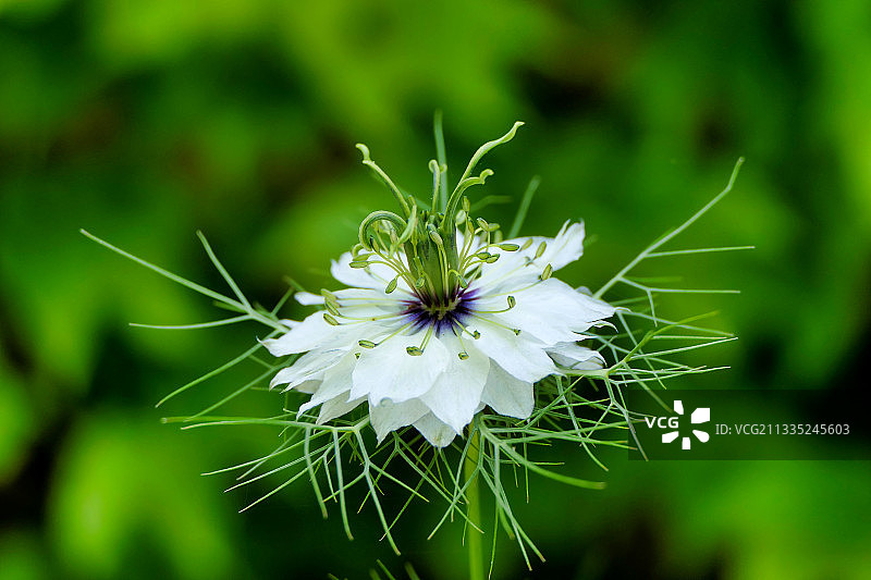 法国多尔多涅省白色开花植物特写图片素材