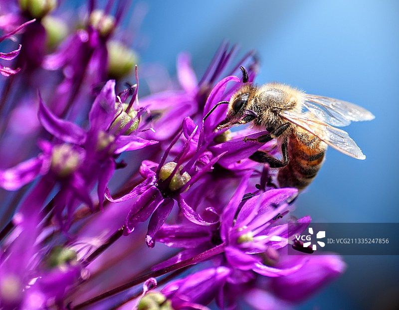 蜜蜂在紫色花朵上采蜜特写，波兰格利维采图片素材