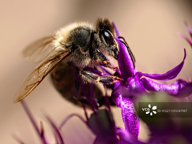 紫色花朵上的蜜蜂特写，格利维采，波兰图片素材