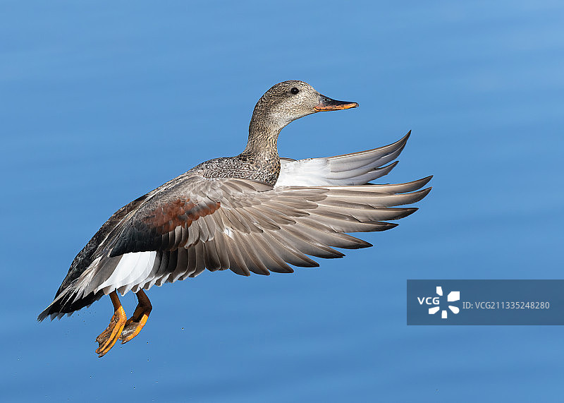 鸭子飞过湖面的特写，美国科罗拉多州利特尔顿图片素材