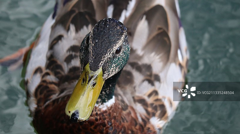 高角度拍摄：绿头鸭在湖中游泳图片素材