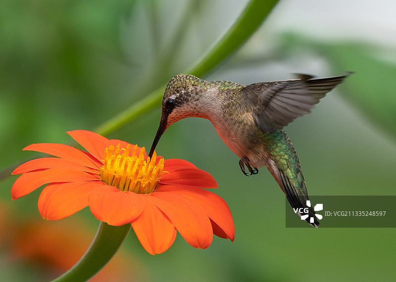 蜂鸟飞过花朵的特写图片素材