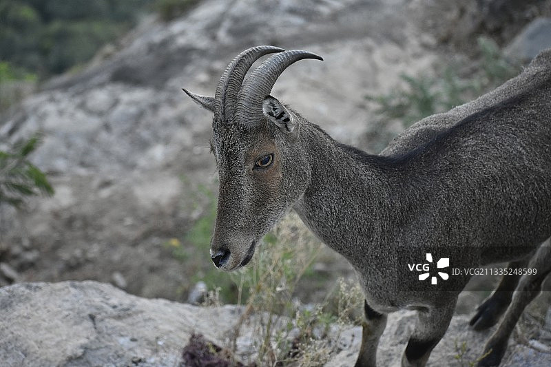 站在岩石上的山羊侧面照图片素材