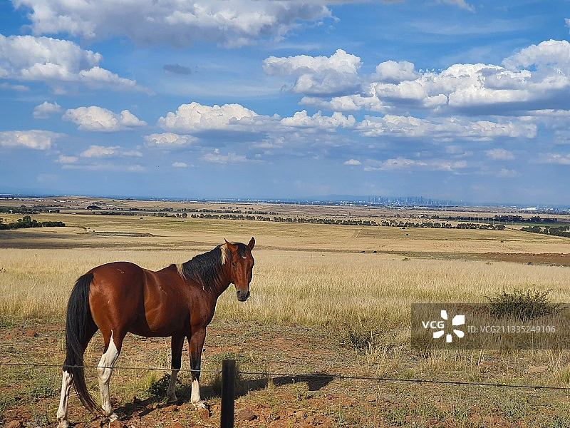 在田野上站立的马的侧视图图片素材