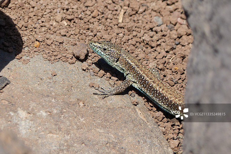 岩石上的蜥蜴高角度视图，葡萄牙马德拉图片素材