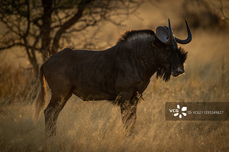 水牛站在田野上的侧视图，纳米比亚奥乔宗朱帕区奥塔维图片素材