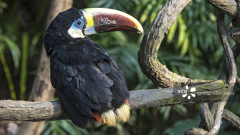 犀鸟栖息在树枝上的特写图片素材