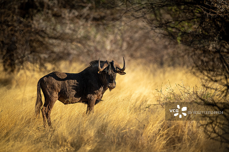 水牛站在田野上的侧视图，纳米比亚奥乔宗朱帕区奥塔维图片素材