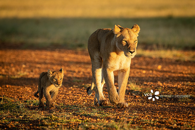 两只狮子图片素材
