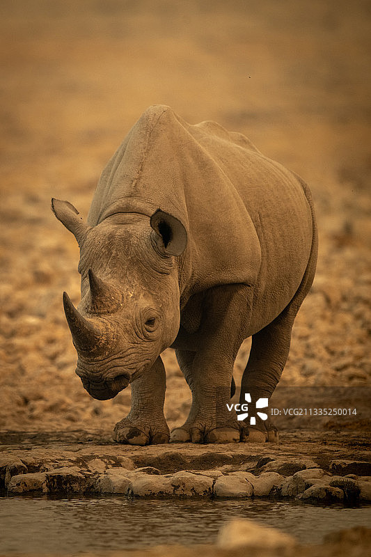 纳米比亚奥塔维，原野上白色犀牛的侧视图图片素材