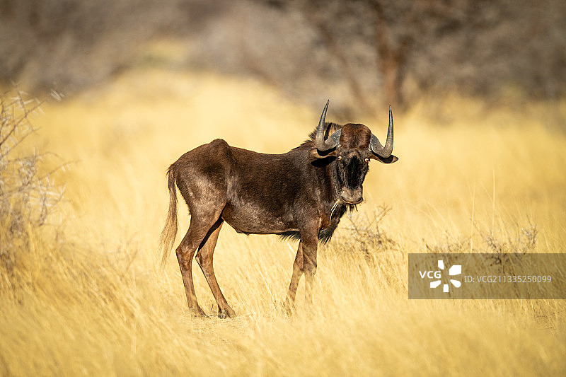 纳米比亚奥塔维田野中的鹿侧视图图片素材
