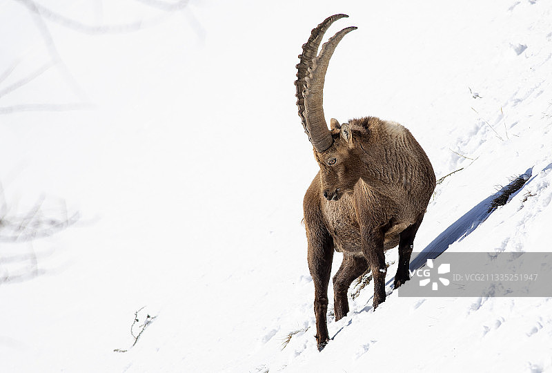 在森林里的幼鹿，意大利松德里奥省利维尼奥图片素材