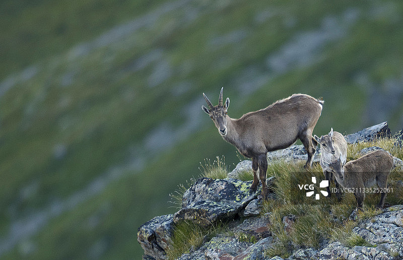 意大利利维尼奥岩石上的鹿侧视图图片素材