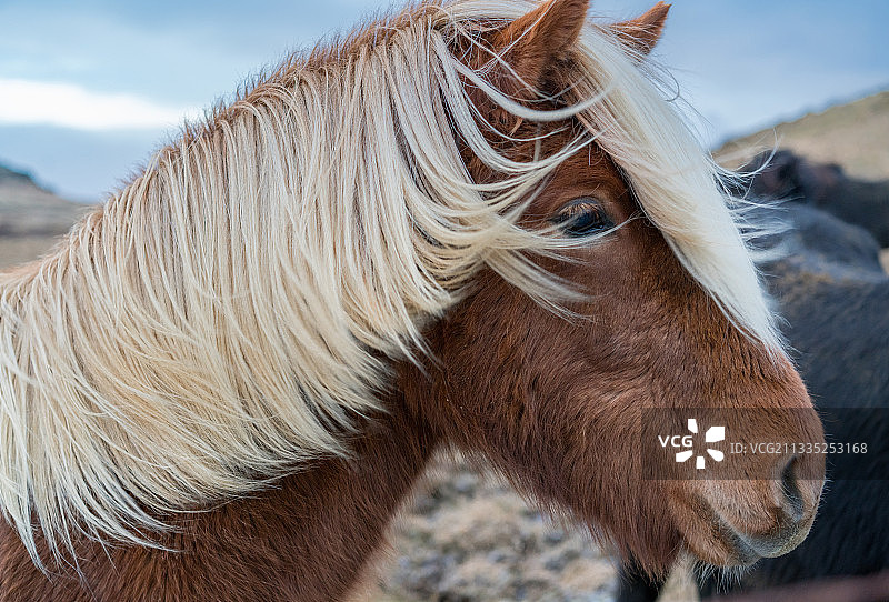 站在田野上马的特写图片素材