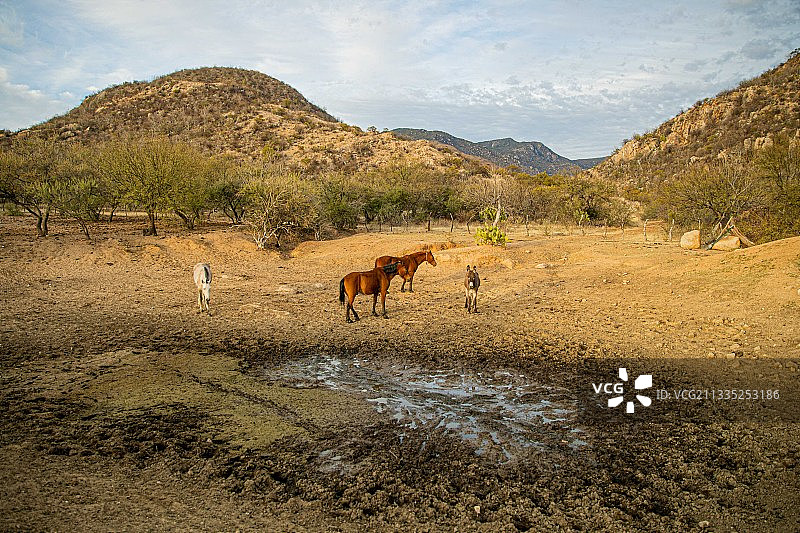 马在墨西哥索诺拉州田野上吃草的俯视图图片素材