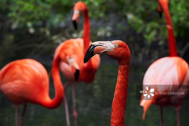意大利卡多尔纳大街，大红鹳特写图片素材