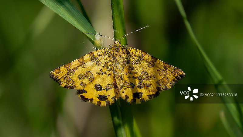蝴蝶在花上授粉的特写图片素材