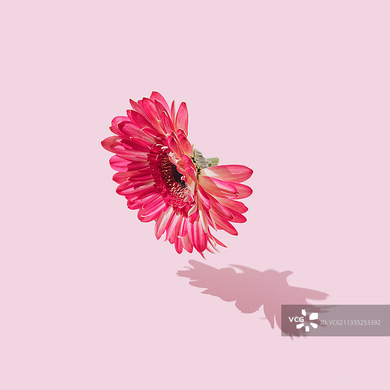 粉色背景下的粉色花朵特写图片素材