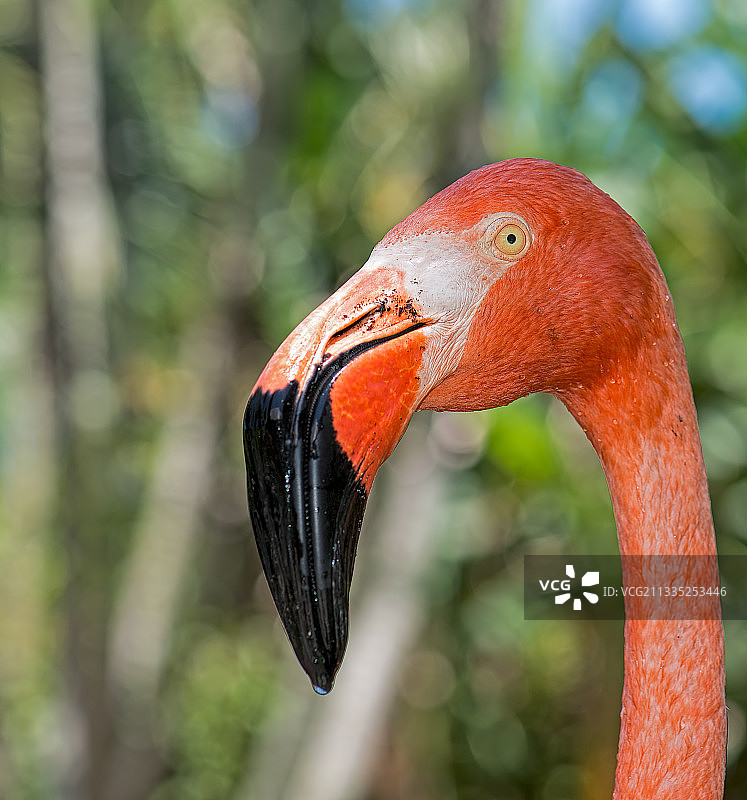 美洲红鹳特写图片素材