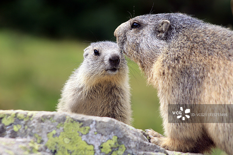 意大利皮埃蒙特莱蒙内土拨鼠特写图片素材