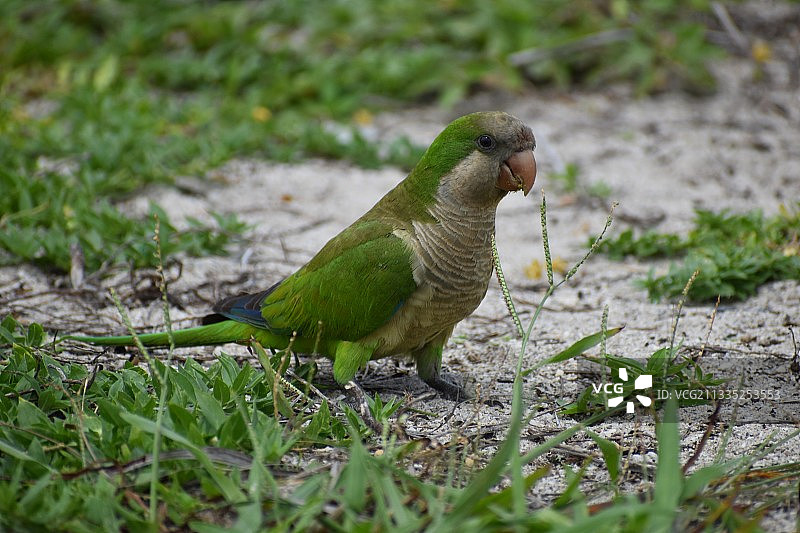 栖息在田野上的鹦鹉特写图片素材