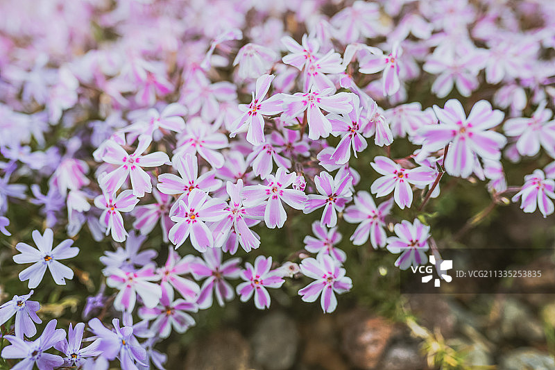 特写的粉红色开花植物图片素材