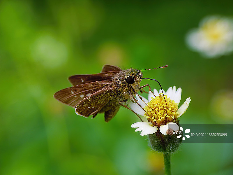 蝴蝶在花上授粉的特写图片素材