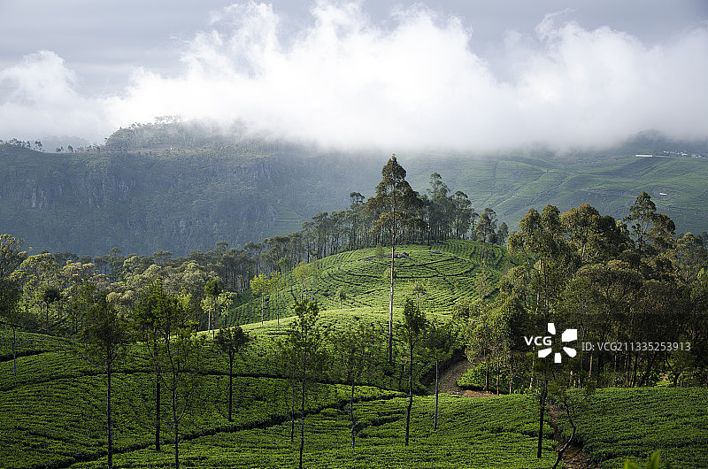 斯里兰卡中央省丹布勒的田园风光图片素材