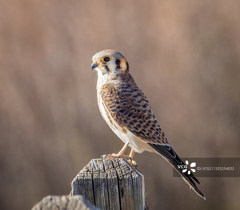 栖息在木桩上的红隼特写，索科罗县，新墨西哥州，美国图片素材