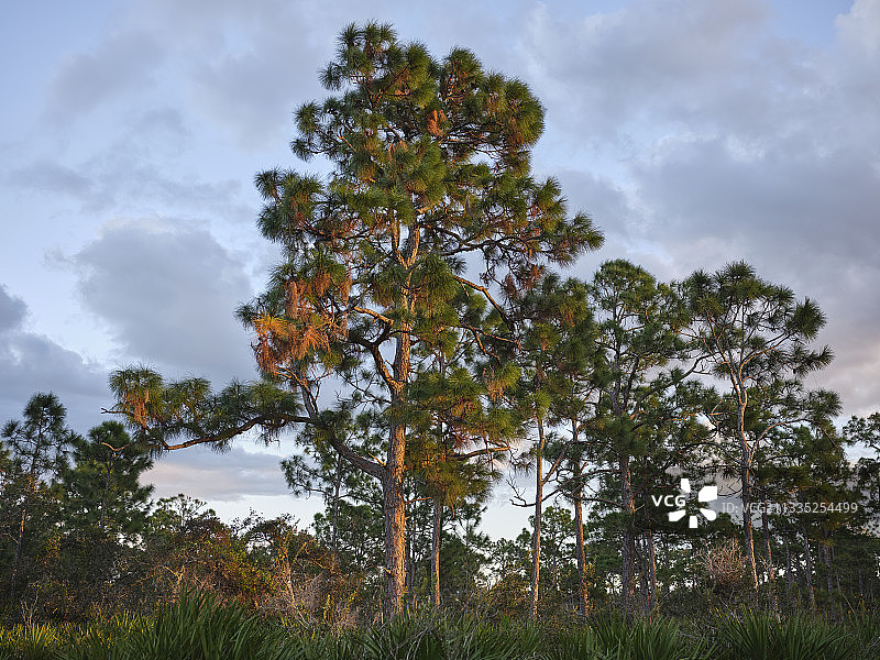 美国佛罗里达州那不勒斯，田野中树木的仰视角度图片素材
