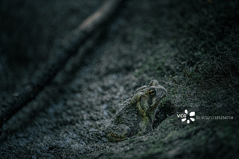 蜥蜴在岩石上特写，加拿大多伦多图片素材