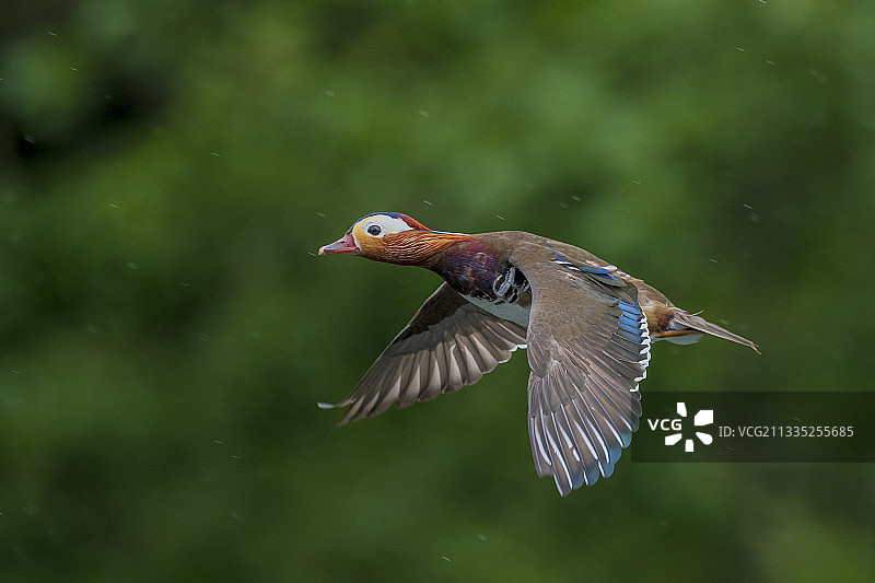 英国伦敦户外飞翔的鸭子特写图片素材