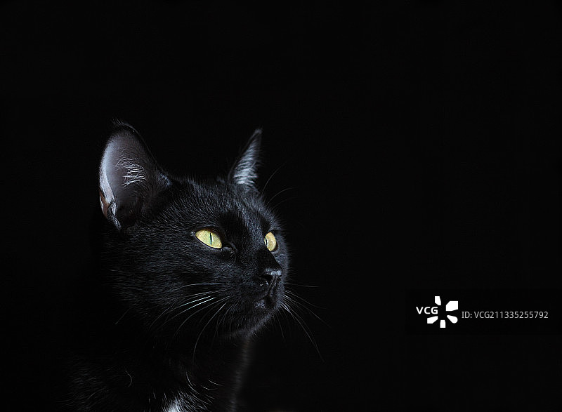 西班牙马德里黑色背景下的猫特写图片素材