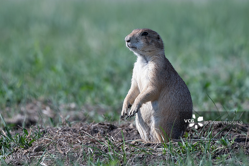 狐獴坐在田野上的特写，恶地国家公园，南达科他州，美国图片素材