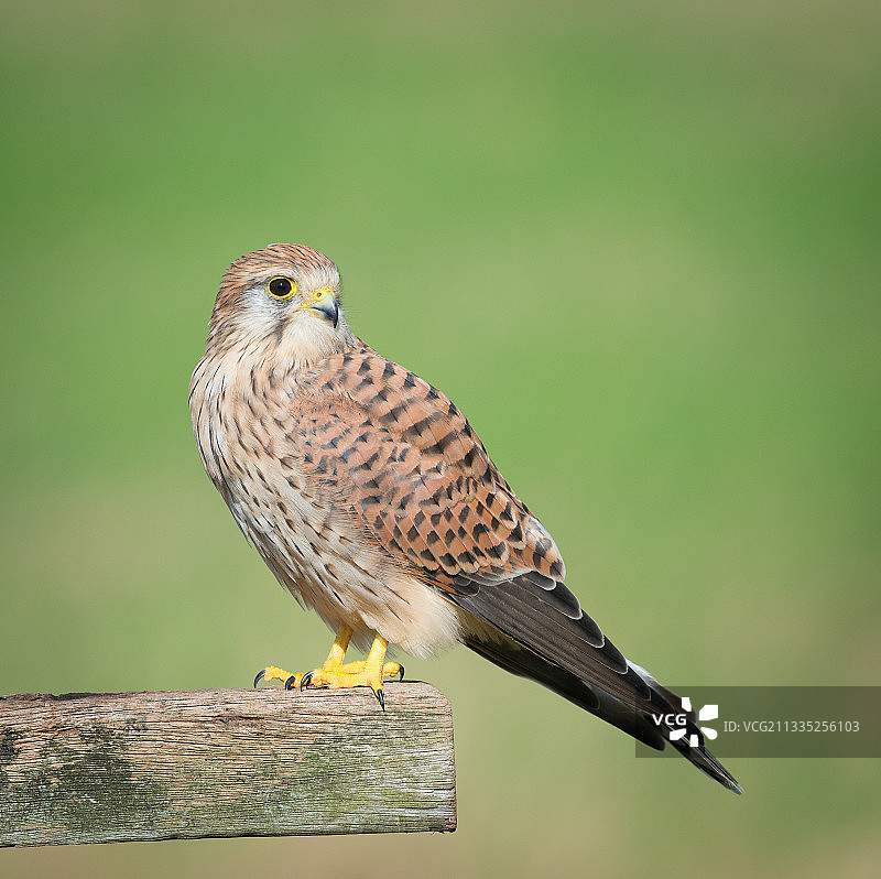 栖息在木桩上的猎隼特写图片素材