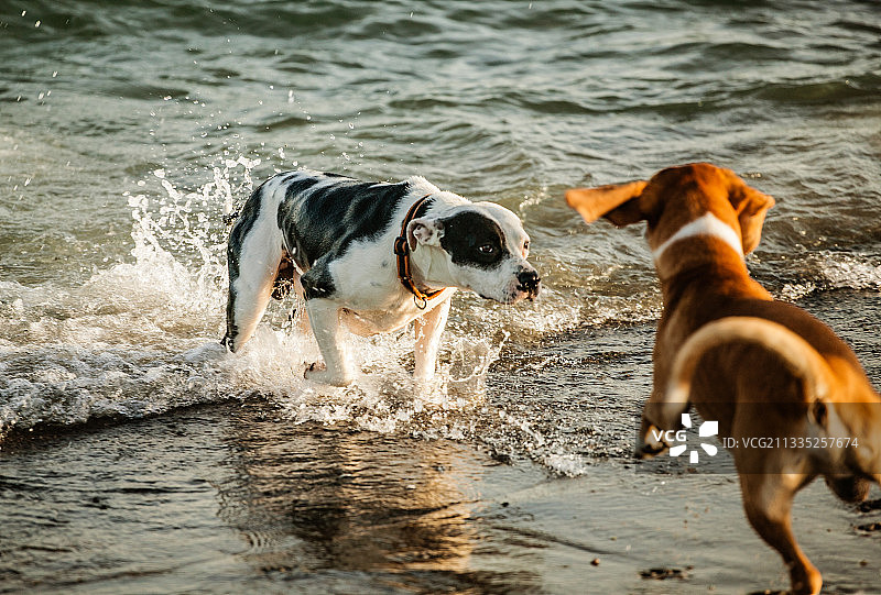 两只狗在塞浦路斯拉纳卡海滩上玩耍图片素材