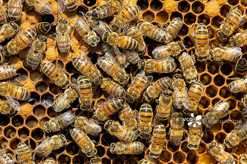 蜂巢上的蜜蜂特写图片素材