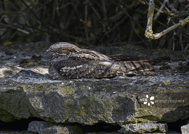 小鳄鱼，瑞典，瑞典图片素材