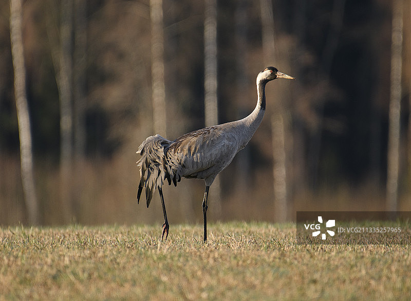 瑞典，草地上栖息的起重机侧影图片素材