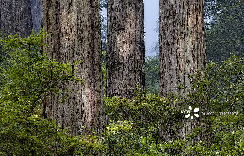 美国达姆内申溪步道入口的森林树木图片素材