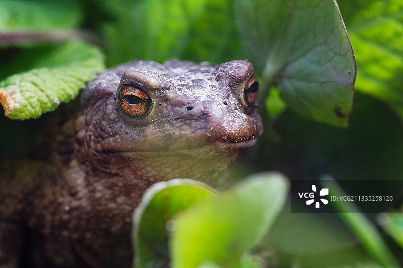 植物上的青蛙特写图片素材